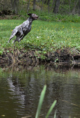 dog jumping in the river