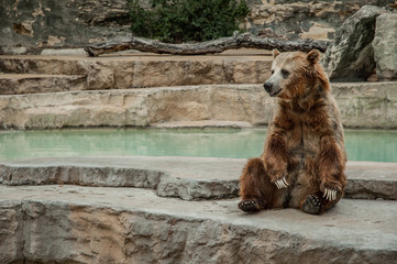 Brown Bear Sitting © kellyvandellen