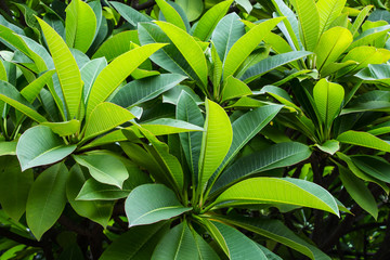 frangipani leaf