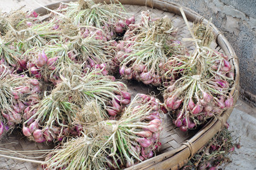 onions fresh from the ground and covered in dirt.