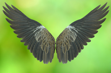 wing isolated on green background