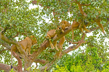 Young Lions Resting in a Tree