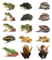 Obraz premium collection animal Frog isolated on white background