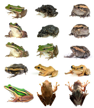 collection animal Frog  isolated on white background