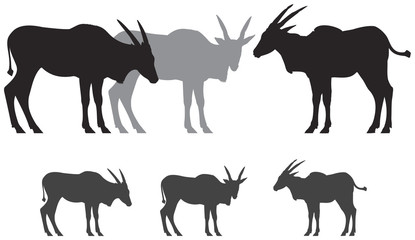 Fototapeta na wymiar Common eland antelope silhouettes