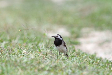 motacilla alba on ground