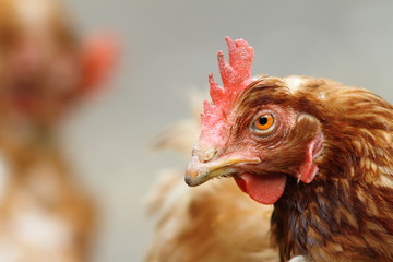 portrait of a brown hen