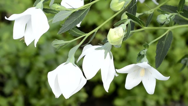 緑の中の白いキキョウの花