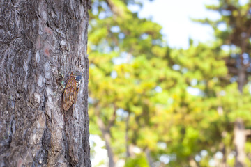 Obraz premium 夏の風景