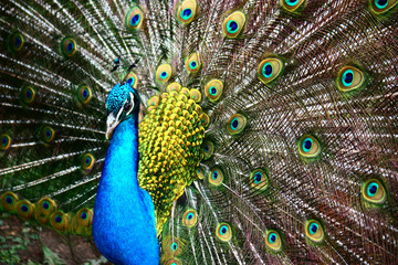Naklejka na ściany i meble peacock in zoo
