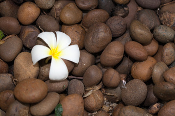 Fototapeta na wymiar White frangipani flowers on pebbles