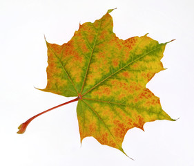 Ahornblatt im Herbst Freisteller