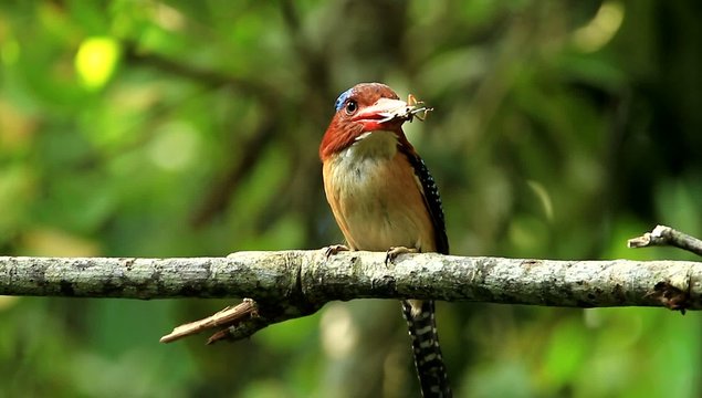 Male Banded Kingfisher with grasshopper in his mount