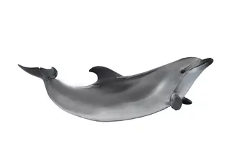 Vlies Fototapete Delfin Delfin