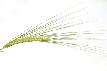 Fototapeta premium Gerste; Hordeum; vulgare;