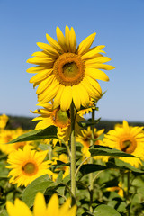 Sunflowers field in Ukraine