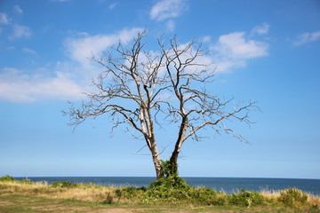 Obraz premium Dead tree at ocean front with horizon background