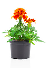 dark red marigold in pot, on white isolated background