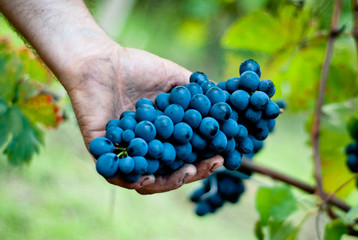Grappolo di uva Barbera appena raccolto