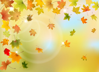 Naklejka na ściany i meble Maple autumn leaves natural background, vector illustration.