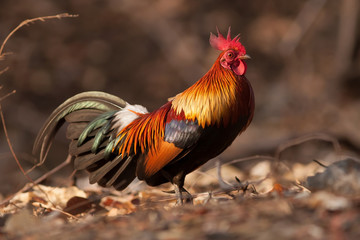 Red jungle fowl in jungle from Thailand