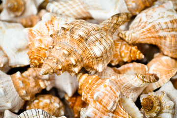 Shells for sale