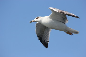 Özgürlüğe doğru