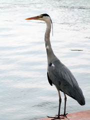 Heron