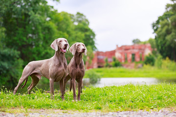 weimaraner dog