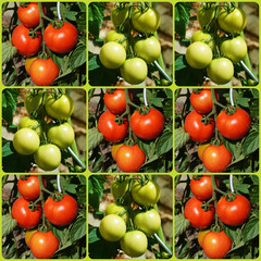 Jeu des croix et des ronds avec des tomates