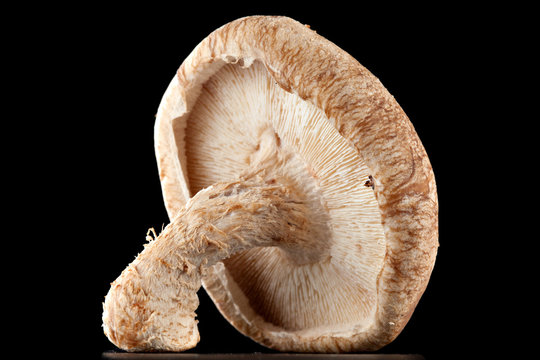 Mushrooms on a black background