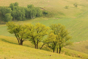 Fototapeta premium tree