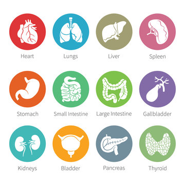 Vector icon set of human internal organs in flat style