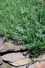 Fototapeta na wymiar Flowering thyme in a rock garden
