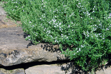 Flowering thyme in a rock garden