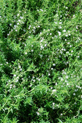 Flowering thyme