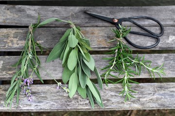 Obraz premium Herbs