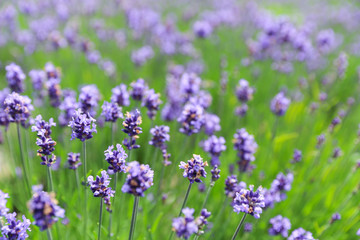 Naklejka premium ラベンダー