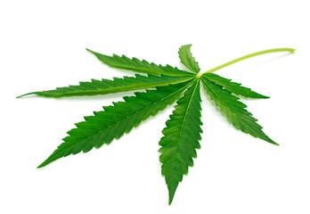 Marijuana leaf