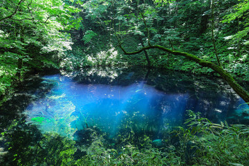 青池