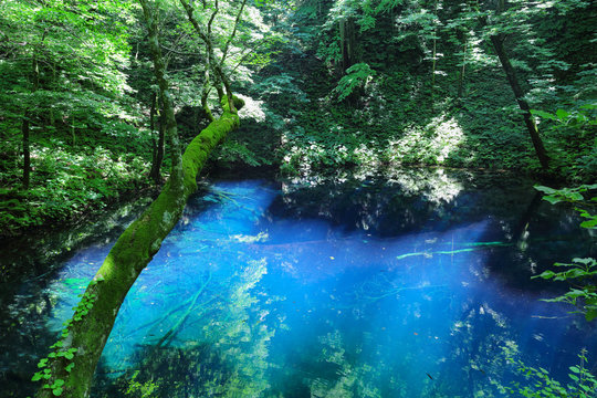 1 0 Best 白神山地images Stock Photos Vectors Adobe Stock 1 0 Best 白神山地images Stock Photos Vectors Adobe Stock