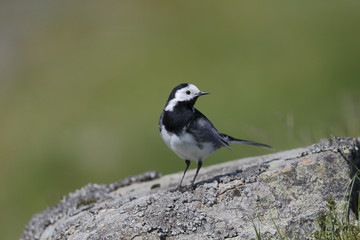 Pied wagtail, Motacilla alba yarrellii