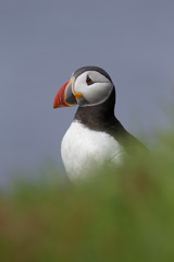 Naklejka premium Puffin, Fratercula arctica