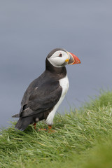 Puffin, Fratercula arctica