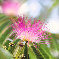 Albizia julibrissin ombrella