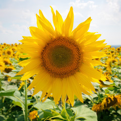 Obraz premium Sunflower field and blue sky