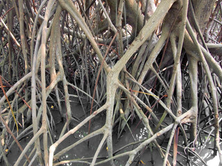 closeup of mangrove roots