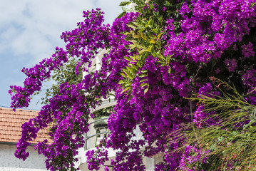 Obraz premium Bougainvillea