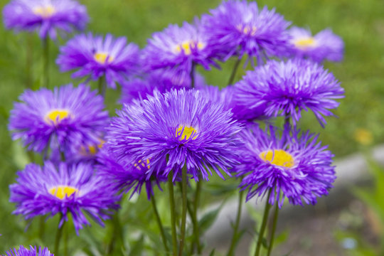 bunch of violet aster flowers