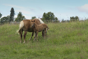 Obraz premium bay mare with colt